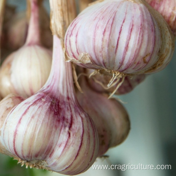 Export 5.5cm Dried Red Garlic Price